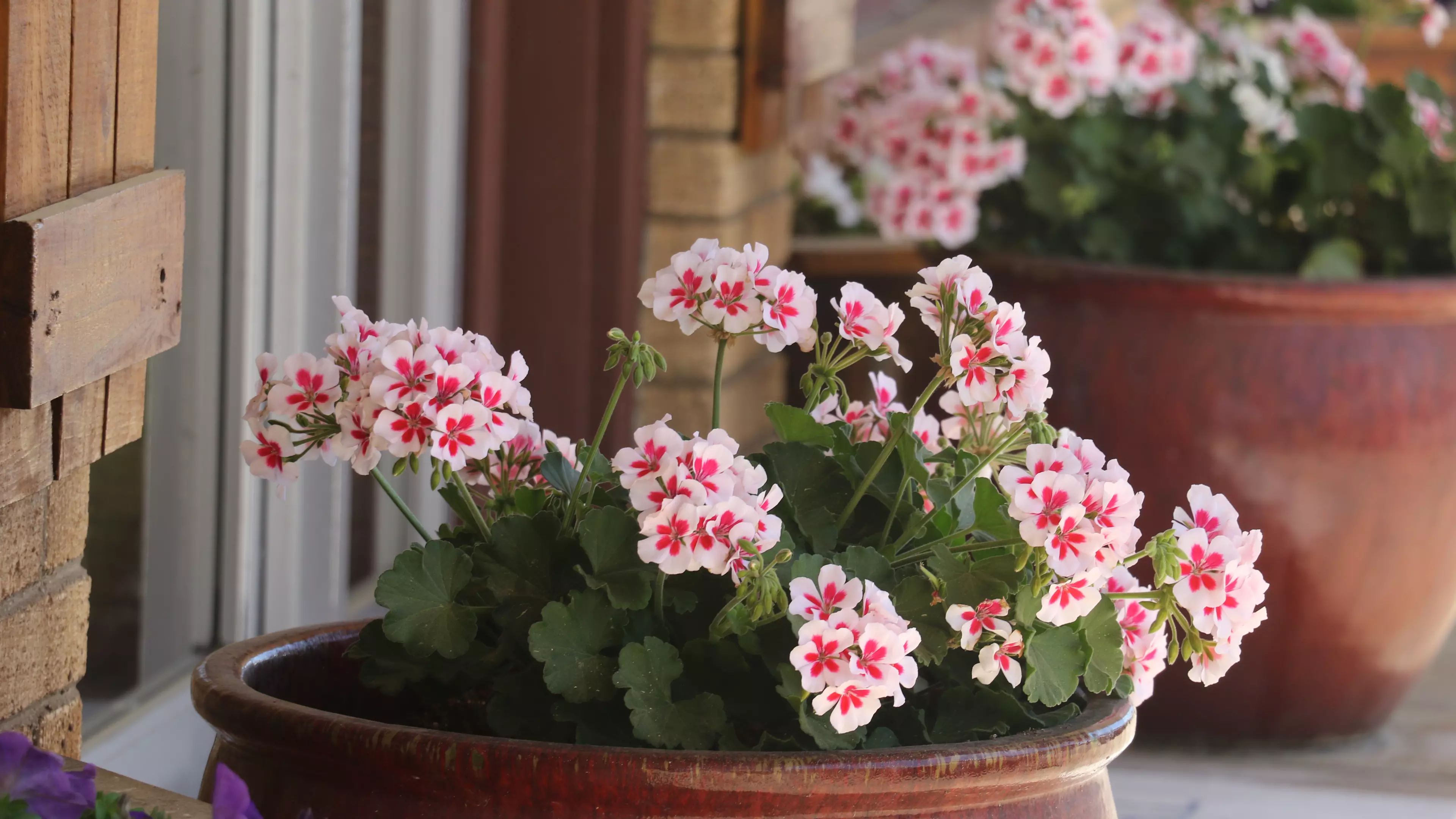 A pot of flowers sit in a downtown.