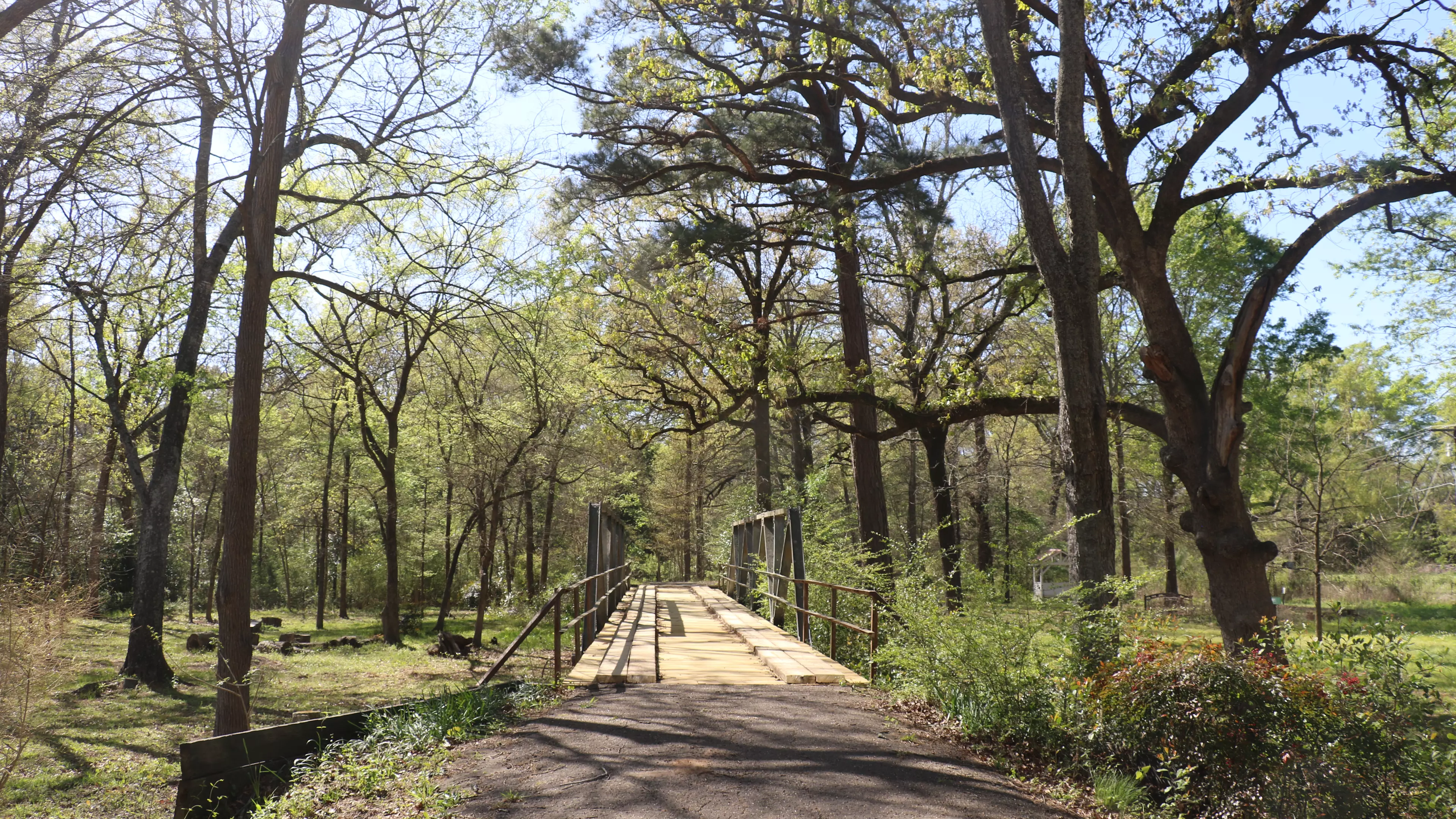 A forest of trees